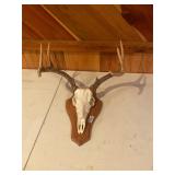 Deer skull and horn mount