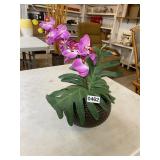 Small ï¿½foreverï¿½ orchid