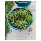 Teal plastic planter and plant