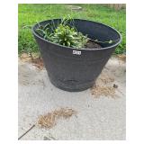 Round gray planter and plant