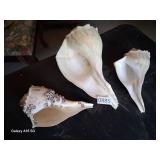3 large White Lightening Whelk Seashell