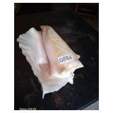 Beautiful Pink Sea Queen Conch Shell
