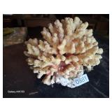 Beautiful large piece or hawaiian coral