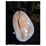 Large Beautiful Conch shell - Hawaiian battle Horn