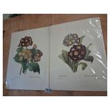Vintage Botanical Prints - P.J. Redoute Bookplates