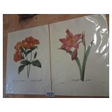 Vintage Botanical Prints - P.J. Redoute Bookplate