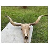 Bull horn - skull mount