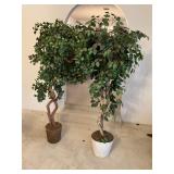 2- Ficus trees - 6 ft