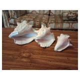3 Various sized Conch shells