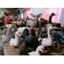 Weekly general consignment Auction
