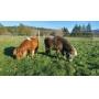 Upcoming Caledon Auction
