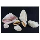 Large Assortment of  Seashells & Coral Fossil