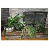 Assortment of House Plants in Ceramic Containers