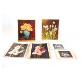 Photographs w Watercolor Studies