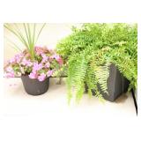 Floral & Fern Live Plants