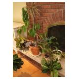 Assorted Live Plants
