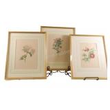 Pierre-Joseph Redoutï¿½, Floral Botanical Prints