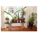 Household LIVE Plants w Pedestal Glass Shelf