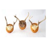 VTG Whitetail Deer Antler Taxidermy Mounts