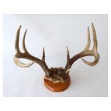 VTG Whitetail Deer Antler Taxidermy Mount