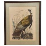 J.J. Audubon "Great American Cock Male"