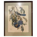 J.J. Audubon "Florida Jay"
