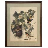 J.J. Audubon "Baltimore Oriole"