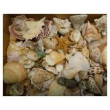 Seashells! - New Zealand / Pacific Ocean Shells