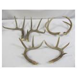 Whitetail Deer Antlers - 3 Sets
