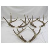 Whitetail Deer Antlers - 3 Sets