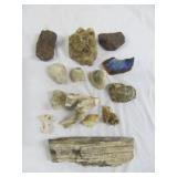 Petrified Wood - Rock - Coral - Quartz Specimens