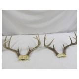 2pc Whitetail Deer Antler Skull Cap Taxidermy