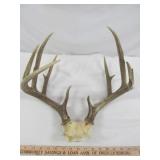 Texas Whitetail Deer 11 Point Antler Taxidermy