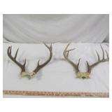 2 Sets Texas Whitetail Deer Antler Taxidermy