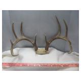 Texas Whitetail Deer 11 Point Antler Taxidermy