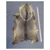 Javelina Taxidermy Hide - Peccary Skin