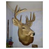 Texas Whitetail Deer Taxidermy Shoulder Mount