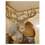 Texas Whitetail Deer Shoulder Mount Taxidermy