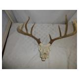 Whitetail Deer European Taxidermy