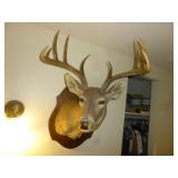 Texas Whitetail Deer Taxidermy Shoulder Mount
