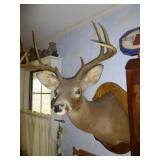 Texas Whitetail Deer Shoulder Mount Taxidermy