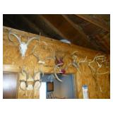 Deer Antlers & Skulls - Hunter