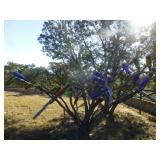 Glass Bottles from Large Bottle Tree