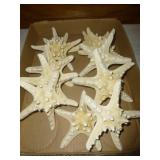 11pc White Knobby Starfish - Sea & Beach Decor