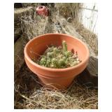 Cactus in Large Planter Pot