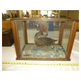 Taxidermy Mallard Duck Wood & Glass Display Case