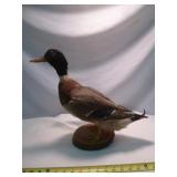 Mallard Duck Taxidermy Standing Duck on Wood Base