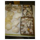 Seashells - Huge Lot Natural Pacific Shells