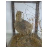 Blue Quail Taxidermy in Wood & Glass Display Case