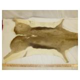 African Springbok Taxidermy Animal Hide